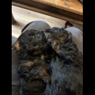 Maltipoo - Bitches