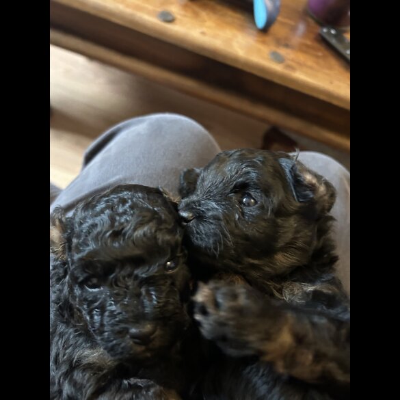 Maltipoo - Bitches