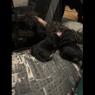 Maltipoo - Bitches