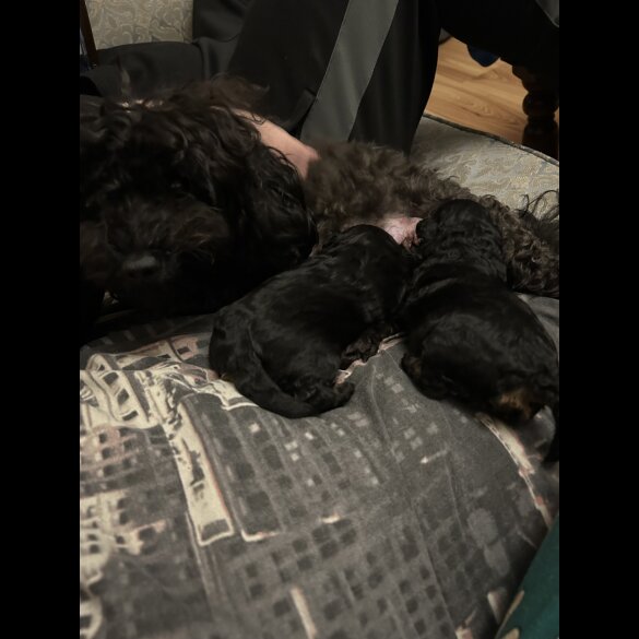 Maltipoo - Bitches