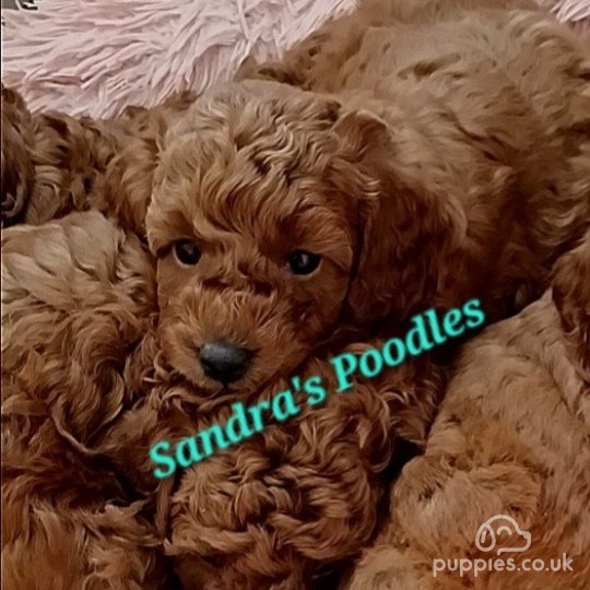 Micro poodle for sale near me deals