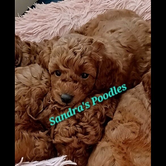 Miniature Poodle - Both