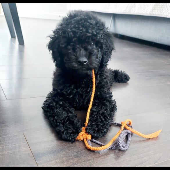 Miniature Poodle - Dogs