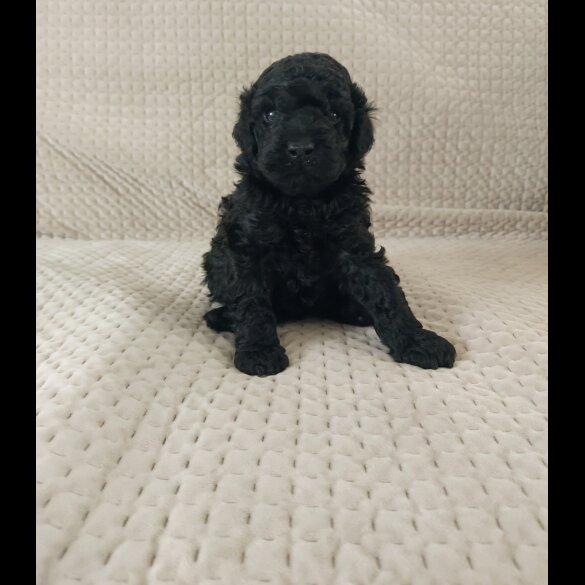 Miniature Poodle - Dogs