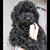 Miniature Poodle - Dogs