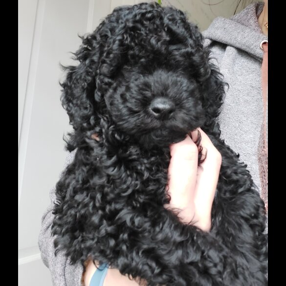 Miniature Poodle - Dogs