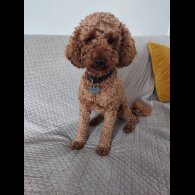 Miniature Poodle - Dogs