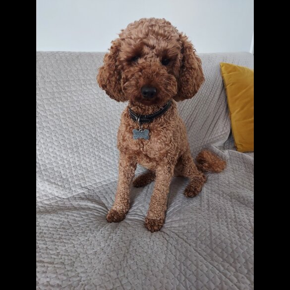 Miniature Poodle - Dogs