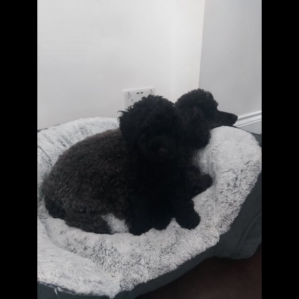 Miniature Poodle - Dogs