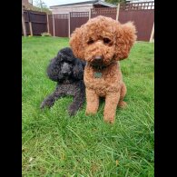 Miniature Poodle - Dogs