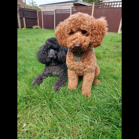 Miniature Poodle - Dogs