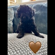 Miniature Poodle - Both