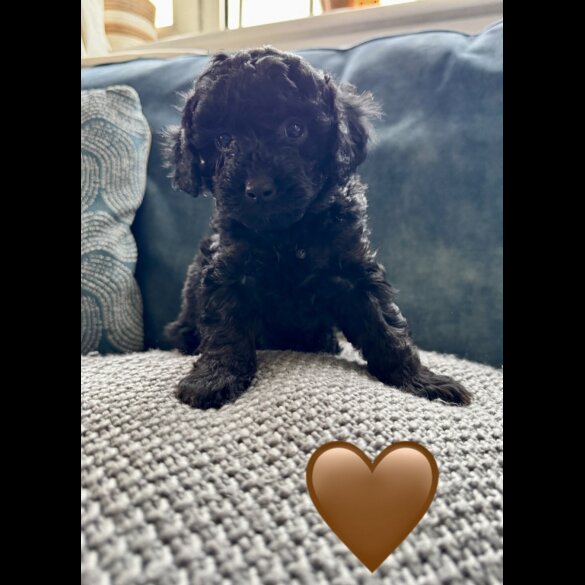Miniature Poodle - Both