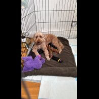 Miniature Poodle - Both