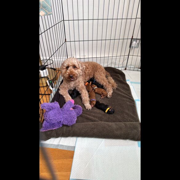 Miniature Poodle - Both