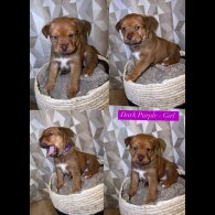 Mixed Breed - Both