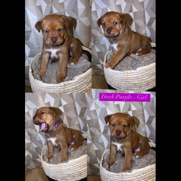 Mixed Breed - Both