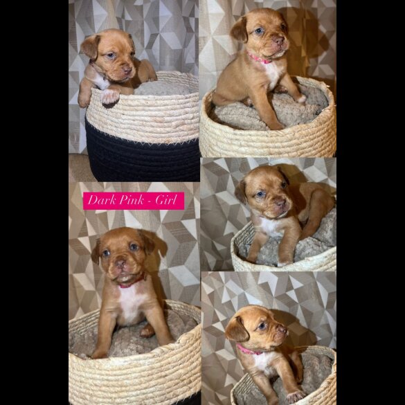 Mixed Breed - Both