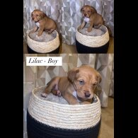Mixed Breed - Both