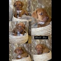 Mixed Breed - Both