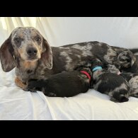 Mixed Breed - Both