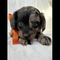 Mixed Breed - Both