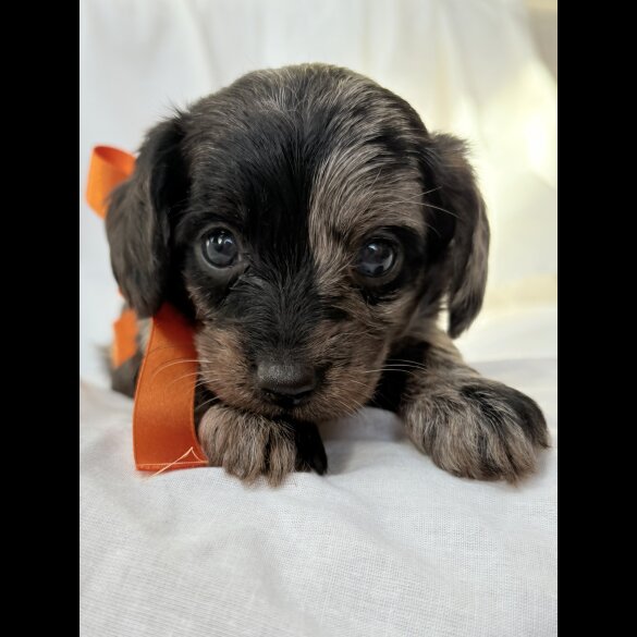 Mixed Breed - Both