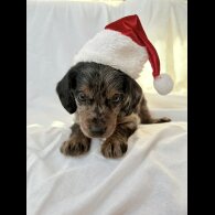 Mixed Breed - Both