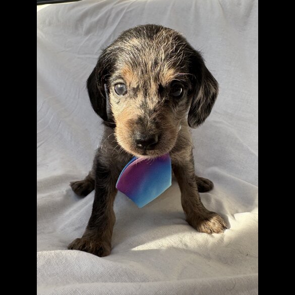 Mixed Breed - Both