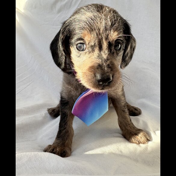 Mixed Breed - Both