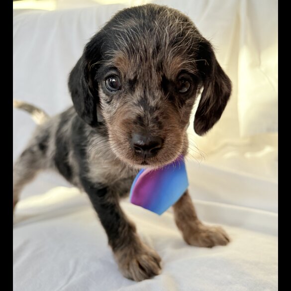 Mixed Breed - Both