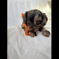 Mixed Breed - Both