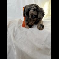 Mixed Breed - Both