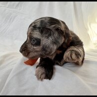 Mixed Breed - Both