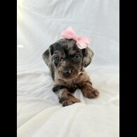 Mixed Breed - Both