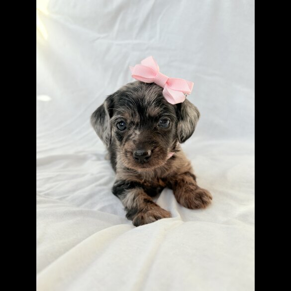Mixed Breed - Both