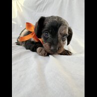 Mixed Breed - Both