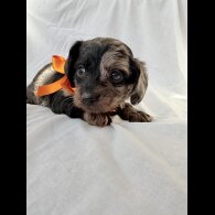 Mixed Breed - Both