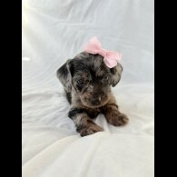 Mixed Breed - Both