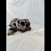 Mixed Breed - Both