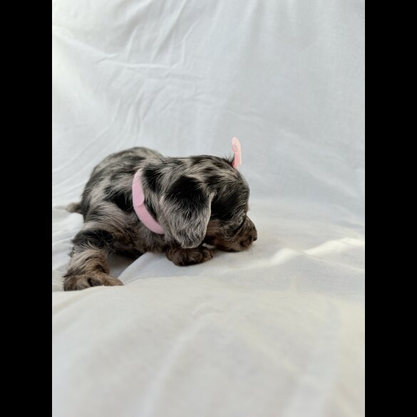 Mixed Breed - Both