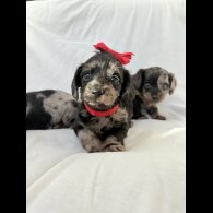 Mixed Breed - Both