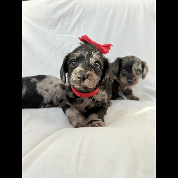 Mixed Breed - Both