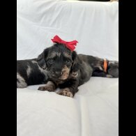 Mixed Breed - Both