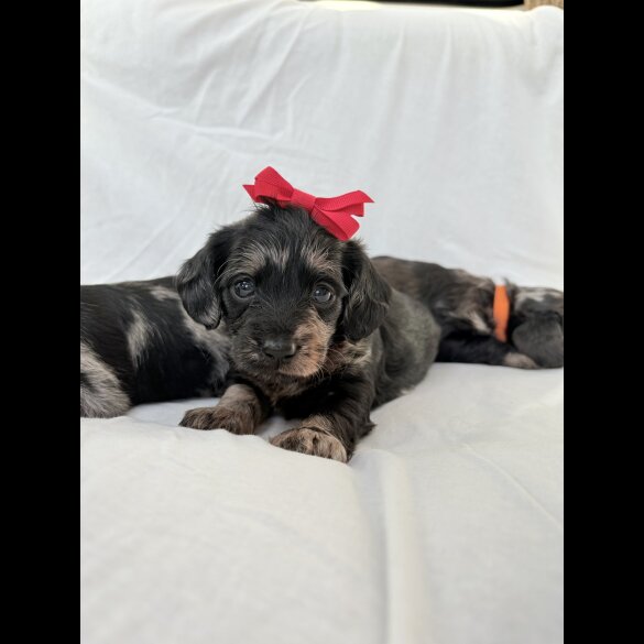 Mixed Breed - Both