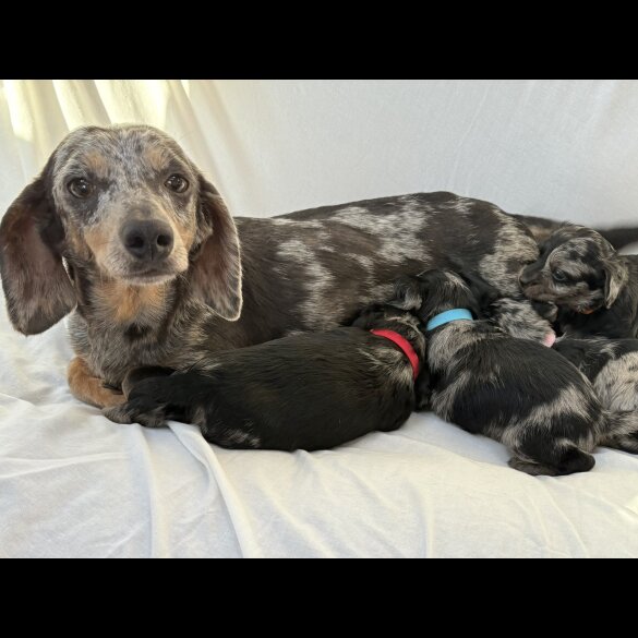 Mixed Breed - Both