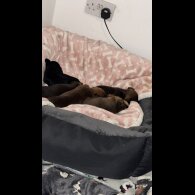 Mixed Breed - Both