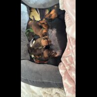 Mixed Breed - Both