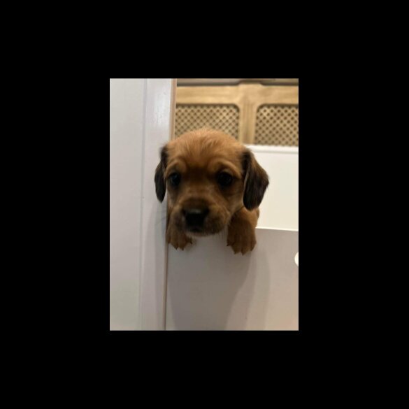 Mixed Breed - Both