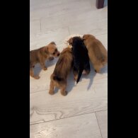 Mixed Breed - Both